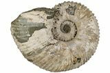 7.7" Bumpy Ammonite (Douvilleiceras) Fossil - Madagascar - #199239-1